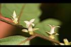 軟毛柿-花07.jpg