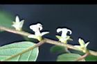 軟毛柿-花09.jpg