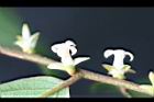 軟毛柿-花10.jpg