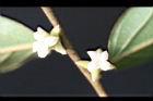軟毛柿-花14.jpg