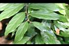 軟毛柿-葉08.JPG