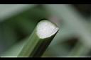 輪傘草-三角莖2.JPG