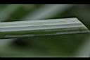 輪傘草-莖0.JPG