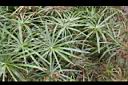 輪傘草-葉05.JPG
