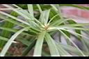 輪傘草-葉序05.JPG