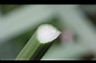 輪傘草-三角莖0.JPG