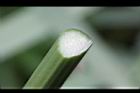輪傘草-三角莖1.JPG