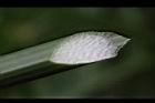 輪傘草-三角莖3.JPG