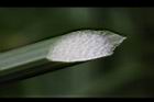 輪傘草-三角莖4.JPG