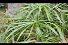 輪傘草-葉02.JPG