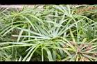 輪傘草-葉06.JPG