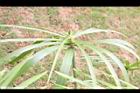輪傘草-葉序01.JPG