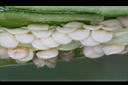 辣椒-種子-青實05.JPG