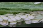 辣椒-種子-青實06.JPG