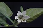 辣椒-花05.JPG