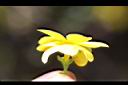 迎春花-花1.jpg