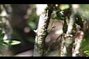 迎春花-莖0.jpg