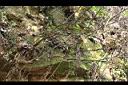 通條木-莖00.jpg