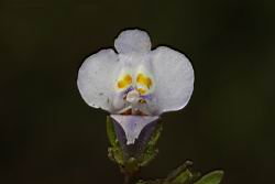 通泉草-花68.jpg