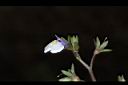 通泉草-花02.JPG