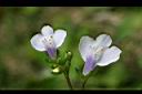 通泉草-花08.jpg