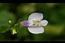 通泉草-花16.jpg