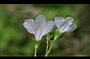 通泉草-花背01.jpg