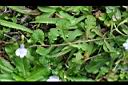 通泉草-莖生葉0.jpg