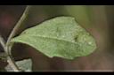 通泉草-葉正01.JPG