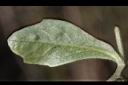 通泉草-葉背00.JPG