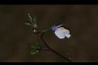 通泉草-花01.JPG