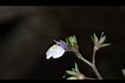 通泉草-花03.JPG