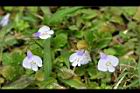 通泉草-花04.jpg