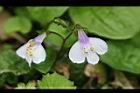 通泉草-花06.jpg