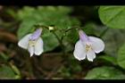 通泉草-花07.jpg