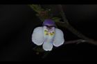 通泉草-花10.JPG
