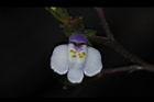 通泉草-花11.JPG