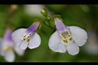 通泉草-花12.jpg