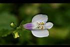 通泉草-花15.jpg