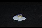 通泉草-花31.JPG