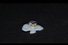 通泉草-花32.JPG