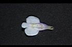 通泉草-花33.JPG