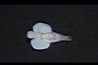 通泉草-花34.JPG