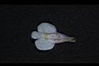 通泉草-花36.JPG
