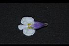 通泉草-花38.JPG