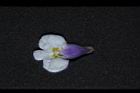 通泉草-花39.JPG