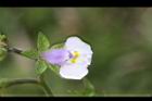 通泉草-花46.JPG