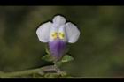 通泉草-花53.JPG