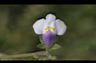 通泉草-花54.JPG