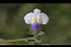 通泉草-花55.JPG